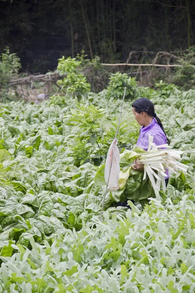 Un agricultor cosechando col rizada de la plantación —  Fotos de Stock