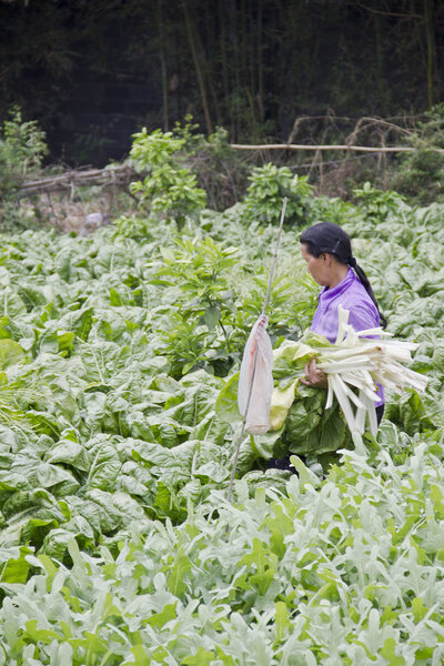 A farmer reaping kale from the plantation