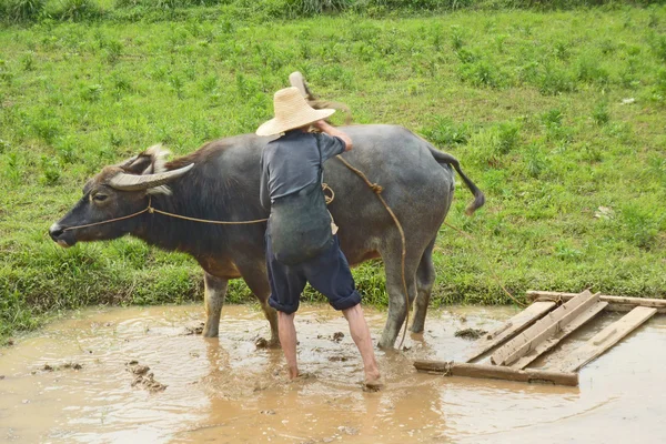 Agricultor chinês guiando seu búfalo para arar o plantio de arroz — Fotografia de Stock