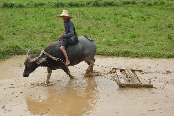 Een landbouwer zijn buffalo begeleiden om te ploegen van de rijst — Stockfoto
