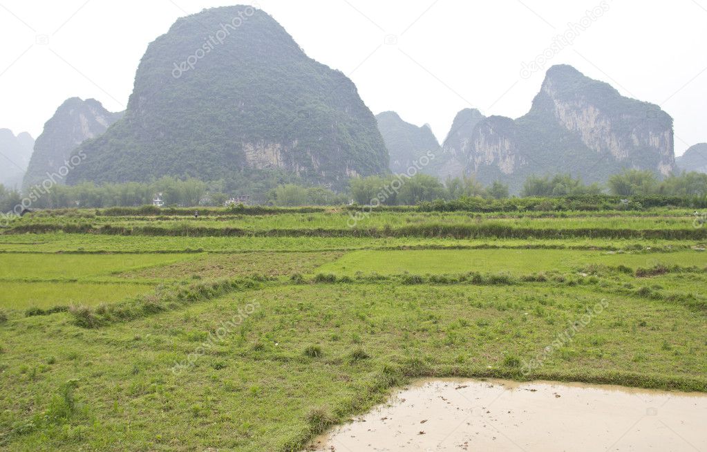 Rice plantation in China