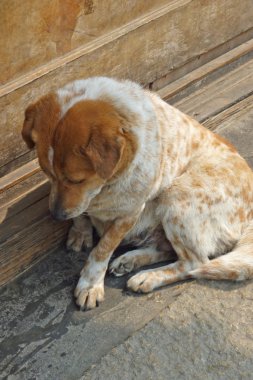 terk edilmiş bir köpek