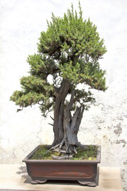 Çince yeşil bonsai ağacı