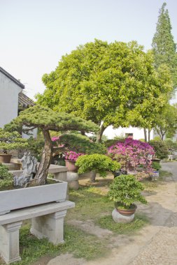 Bonsai ağaçlar bir Bahçe