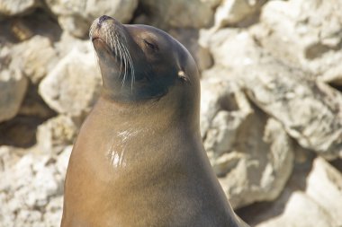 Sea lion clipart