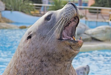 Sea lion portrait clipart