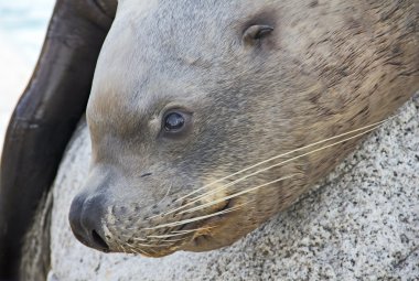 Sea lion close-up clipart