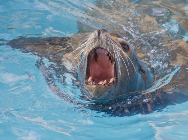 Sea lion swimming clipart