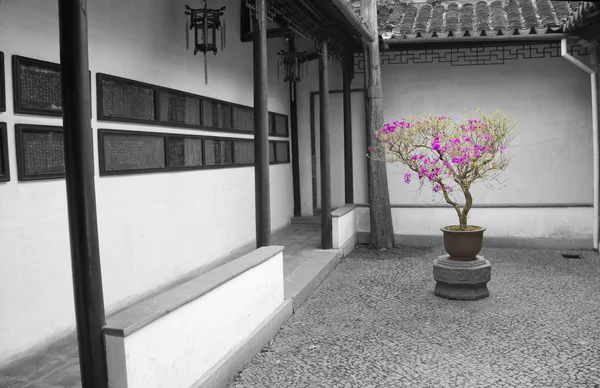 Pink flowers in an Asian garden — Stock Photo, Image