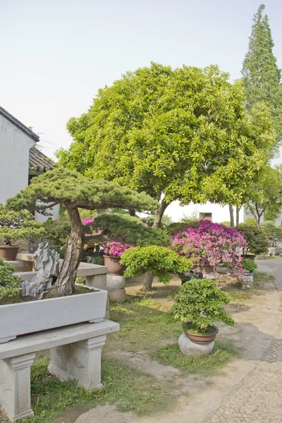 Bonsai árvores em um jardim — Fotografia de Stock