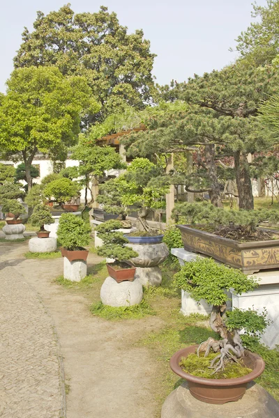 Kolekce bonsai stromy v zahradě — Stock fotografie