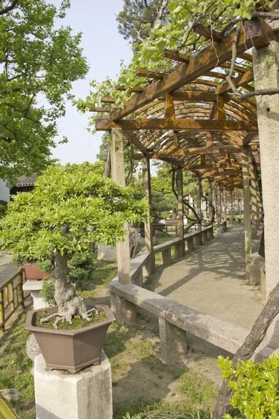 Asiático jardim com bonsai árvores — Fotografia de Stock