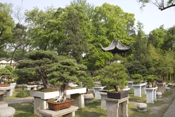 Jardim com bonsai árvores — Fotografia de Stock