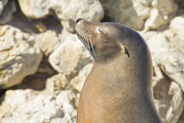 Sea lion sunbathing — Stock Photo, Image