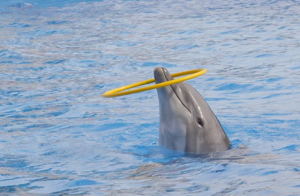 Dolphin giocare — Foto Stock