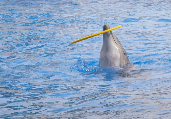 Dolphin playing with a hula hoop — Stock Photo, Image