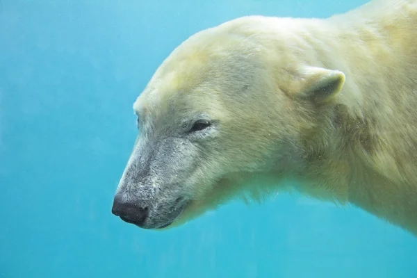 Polar bear swimming underwater — Stock Photo © Christian #82953300