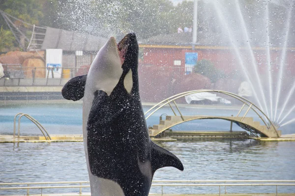 Baleia assassina saltando em uma piscina — Fotografia de Stock