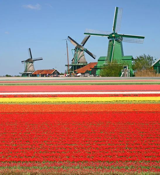 Ветряные мельницы и тюльпанное поле — стоковое фото