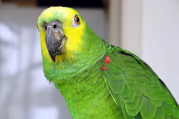 Cute parrot — Stock Photo, Image