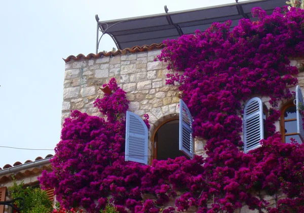 Стена дома, полная цветов — стоковое фото