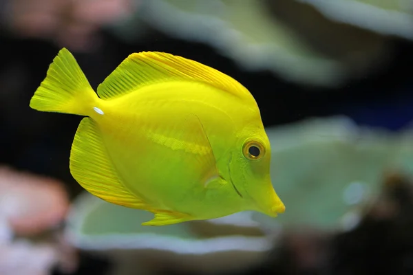 O peixe amarelo — Fotografia de Stock
