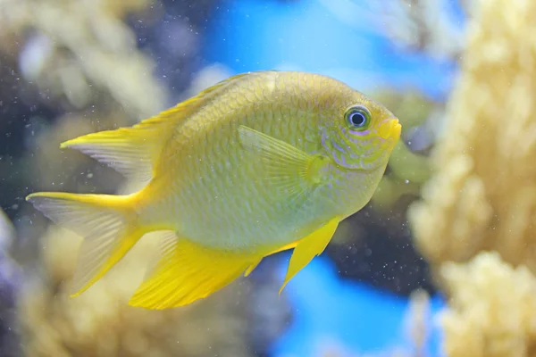 在蓝色背景中的黄色小鱼 — 图库照片