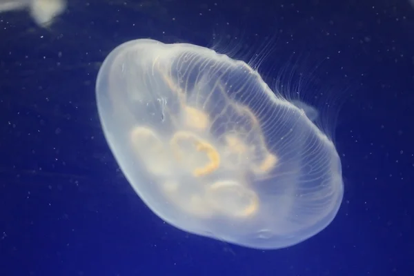 stock image Jellyfish