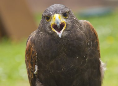 Kartal yakın çekim