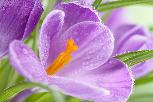 Крокус квітка — стокове фото