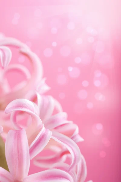 stock image Pink hyacinth flower