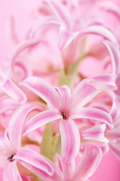 Flor de jacinto rosa — Foto de Stock