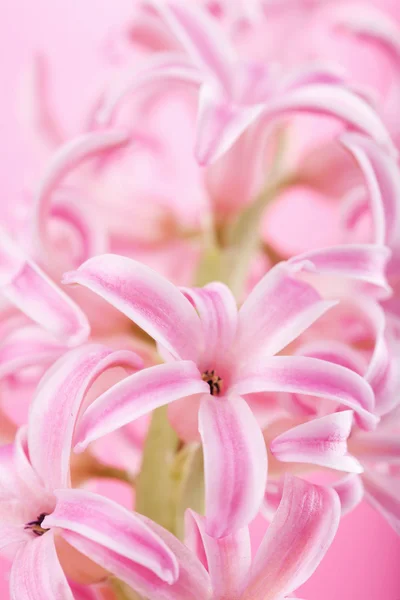 stock image Pink hyacinth flower