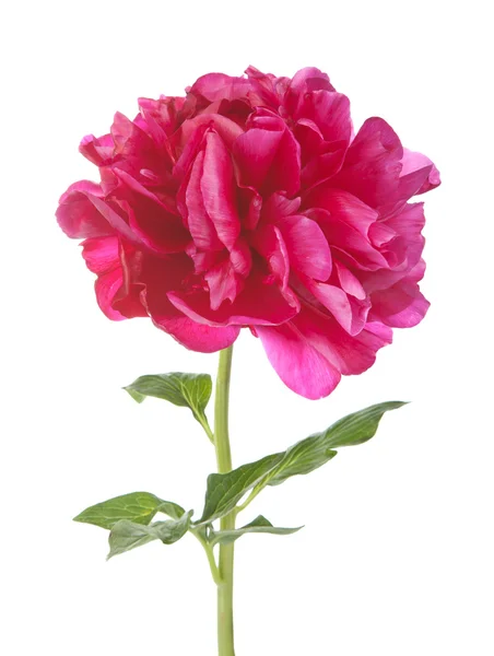 Flor de peónia vermelha isolada — Fotografia de Stock