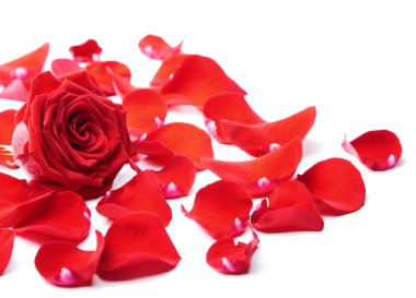 Red rose petals isolated clipart