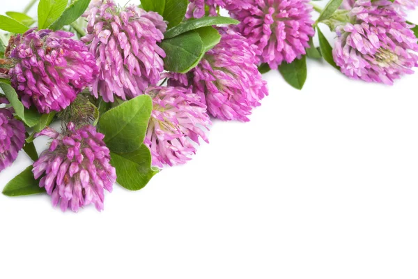 分離されたクローバー ピンク花 — ストック写真