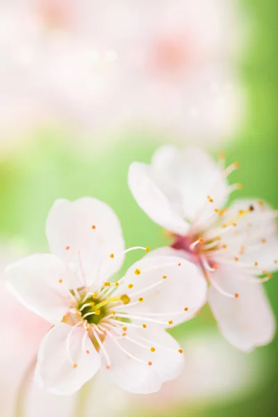 Flores de primavera —  Fotos de Stock