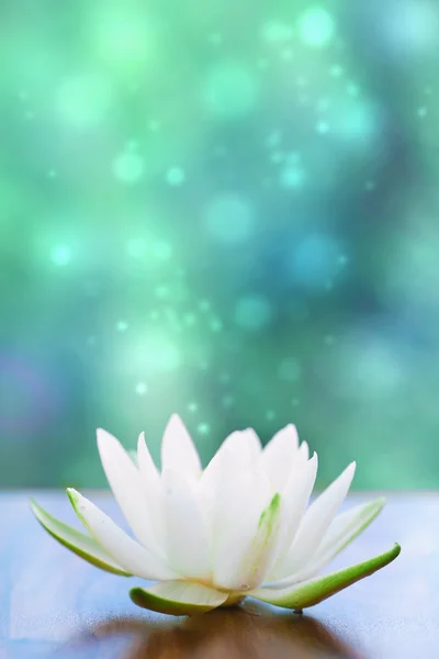 Weiße Seerosenblüte — Stockfoto