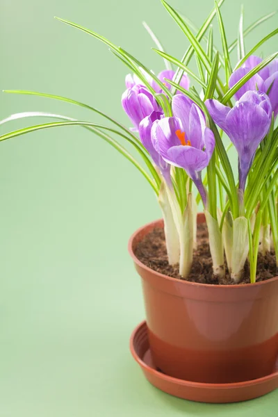 stock image Crocus flower in pot