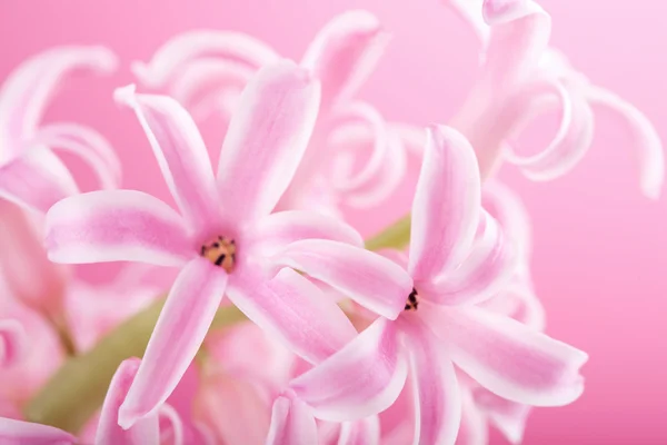 Růžový hyacintový květ — Stock fotografie