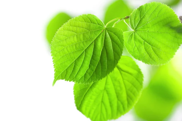 Fresh green leaves isolated — Stock Photo, Image