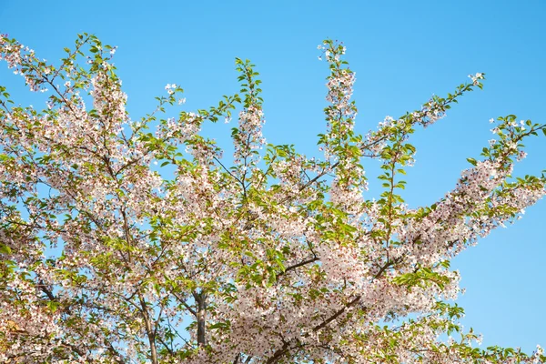 White blossom in spring — Stock Photo, Image
