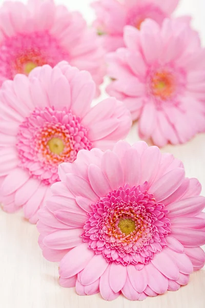 Flores rosa margarida — Fotografia de Stock