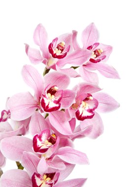 Pink orchid flowers isolated clipart