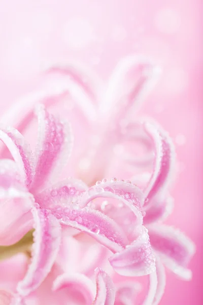 ピンクのヒアシンスの花 — ストック写真