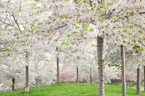 stock image White blossom in spring