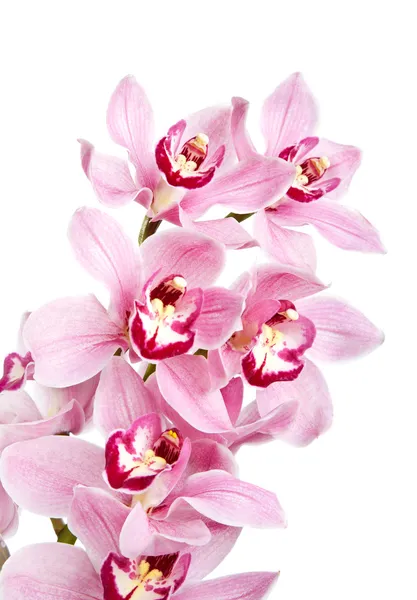 Fiori di orchidea rosa isolati — Foto Stock