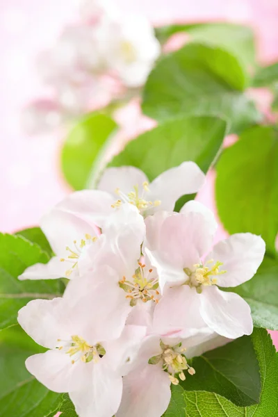 Flores de primavera Fotografias De Stock Royalty-Free