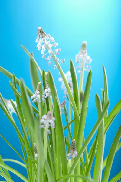 Muscari-Blüten — Stockfoto