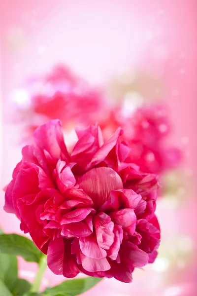 Roze pioenroos — Stockfoto